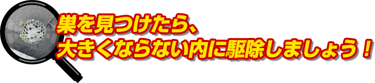 巣を見つけたら、大きくならない内に駆除しましょう！